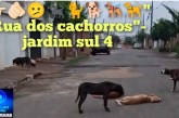 👉🏻🫵🏻🫤🚧🐈‍⬛🐈🐕🐕‍🦺🦮” Rua dos cachorros”. Rua Pedro Basílio de Oliveira – jardim sul 4 
