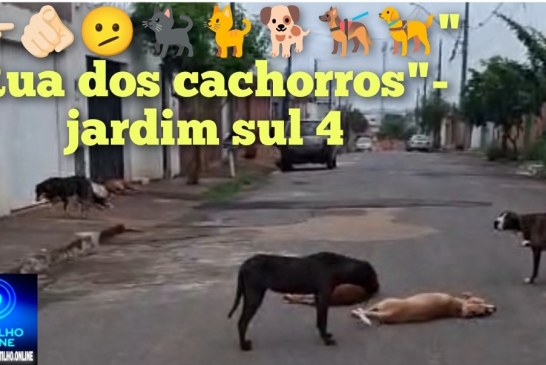 👉🏻🫵🏻🫤🚧🐈‍⬛🐈🐕🐕‍🦺🦮” Rua dos cachorros”. Rua Pedro Basílio de Oliveira – jardim sul 4 