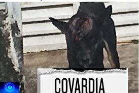 😪🚔🚓👽😪🐕🐈Este cãozinho inocente foi vítima de uma covarde agressão a pauladas na cabeça.