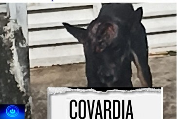 😪🚔🚓👽😪🐕🐈Este cãozinho inocente foi vítima de uma covarde agressão a pauladas na cabeça.
