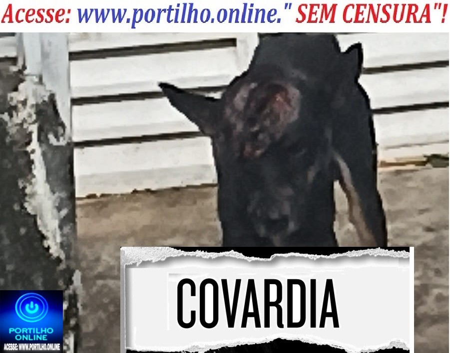 😪🚔🚓👽😪🐕🐈Este cãozinho inocente foi vítima de uma covarde agressão a pauladas na cabeça.