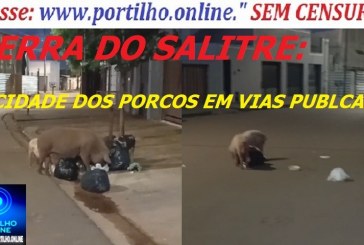 👉🤔🧐🐷🐽🐮🐖🐎🐑Portilho Serra do Salitre tá uma vergonha. Ateé os porcos ja invadiram as ruas, só falta invadir a Camara e a Prefeitura.