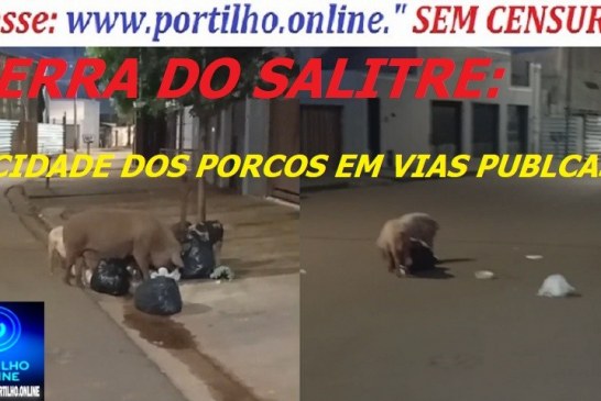 👉🤔🧐🐷🐽🐮🐖🐎🐑Portilho Serra do Salitre tá uma vergonha. Ateé os porcos ja invadiram as ruas, só falta invadir a Camara e a Prefeitura.