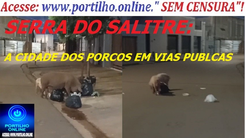 👉🤔🧐🐷🐽🐮🐖🐎🐑Portilho Serra do Salitre tá uma vergonha. Ateé os porcos ja invadiram as ruas, só falta invadir a Camara e a Prefeitura.