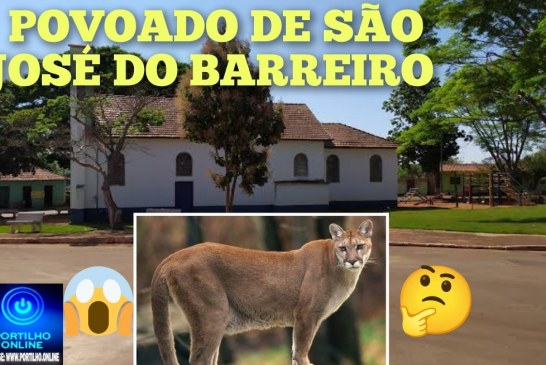 👉🏻😱🧐 Perigo ⚡ 🐆🐅🚨🚔🚧👀📢Vídeo -Onça assusta moradores de São do Barreiro – Iraí de Minas