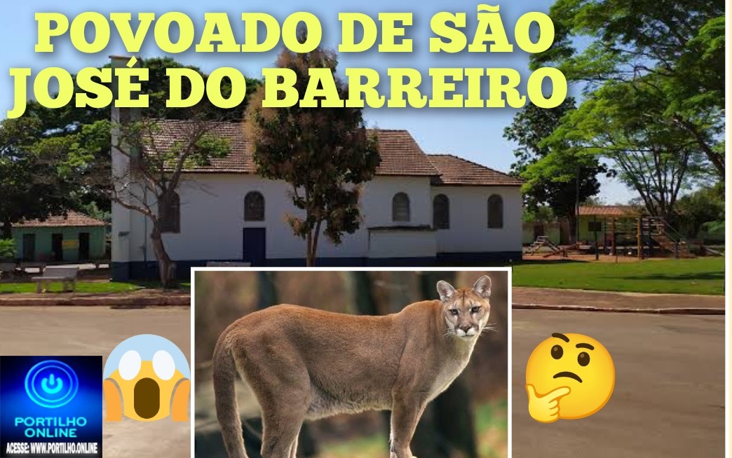 👉🏻😱🧐 Perigo ⚡ 🐆🐅🚨🚔🚧👀📢Vídeo -Onça assusta moradores de São do Barreiro – Iraí de Minas