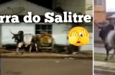👉🏻🐂📢 Serra do Salitre 😱🤔🚨🚔Esse boi  está procurando pelas Ruas de Serra do Salitre, quem o traiu