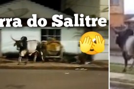👉🏻🐂📢 Serra do Salitre 😱🤔🚨🚔Esse boi  está procurando pelas Ruas de Serra do Salitre, quem o traiu