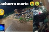 👉🏻😡📢🫵🏻👎🏻🤮🤢😪Portilho Olha o que estão jogando aqui no caçamba  no bicão do bairro serra negra.