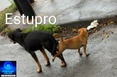 👉🏻😂🫣🧐😱🫣😯🕵🏻Estupro de dmenor. A luz do dia 👉🏻😱😂🐶📸 “Flagra” inusitado à luz do dia no Bairro Nações