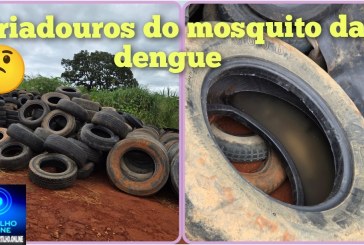 👉🏻😡👎🏻👎🏻👎🏻🦟🦟🦟Pode isso? Prefeitura estocando mosquito da dengue Pode isso?