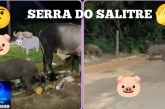👉🏻🫣🚧🦬 Serra do Salitre 🐄🐂🐃🐷🕳️Enquanto isso…. Não São 🐗 javalis 🐗 são 🐷 porcos 🐖 🐂 bois e buracos tomam conta da cidade.