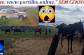 👉🚨😱📢🚔🚓🤔Reintegração de posse. Proprietarios deverão recolher esses animais com urgencia!