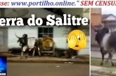 👉🏻🐂📢 Serra do Salitre 😱🤔🚨🚔Esse boi  está procurando pelas Ruas de Serra do Salitre, quem o traiu