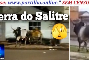 👉🏻🐂📢 Serra do Salitre 😱🤔🚨🚔Esse boi  está procurando pelas Ruas de Serra do Salitre, quem o traiu
