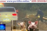 👉 👿 VOCÊ 🫵🗣🫵 CONHECE ESSE👉 👿  ESSE PORCÃO?🤢🤮😡👽💩👺👿🐖🐷🐽Portilho olha ai esses dois porcões jogando entulhos e lixos na Entrada dos. Pedros e Tião leiteiro.