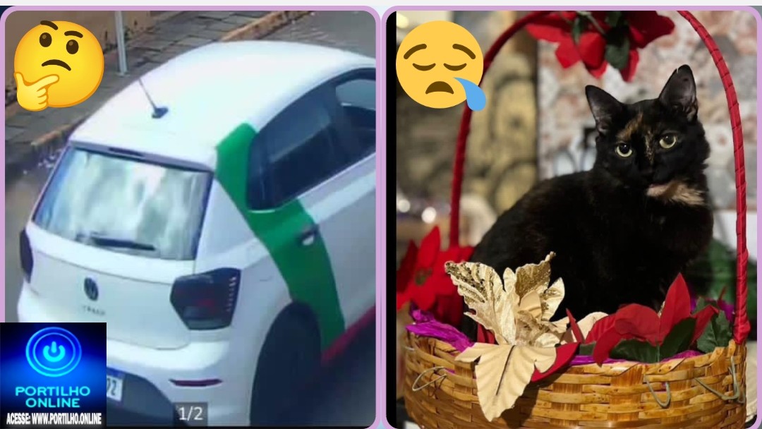 👉🏻🚧🚑🚒😱🤔🐈Boa noite Portilho. Motorista da prefeitura de Guimarânia atropela e mata gatinha