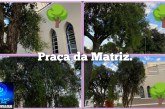 👉🏻😤😱🌳🌳🌳🫵🏻🤨🤔As árvores da praça da Matriz e Nossa Senhora de Fátima estão morrendo devido as ervas da minha ou cipó assassino