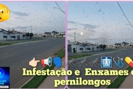 👉🏻📢🗣🦟🦟🦟🩻🩺💊Infestação e  Enxames de pernilongos às margens do “Rêgo do Deiró” preocupam moradores