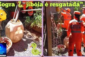 👉🏻🧐😱🚨🚒🦜🐍😂“Olha a cobra!”: Bombeiros resgatam ‘sogra’, vulgo jibóia, em telhado