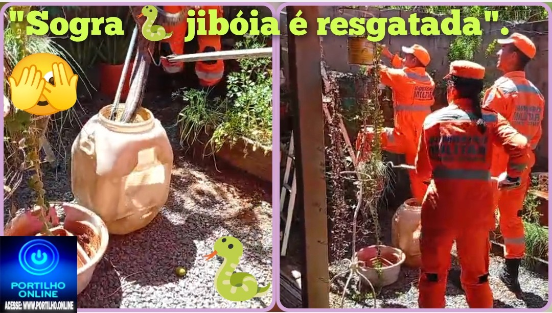 👉🏻🧐😱🚨🚒🦜🐍😂“Olha a cobra!”: Bombeiros resgatam ‘sogra’, vulgo jibóia, em telhado