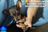 👉😔🙄😭🐩🐕🐈A CADELINHA ‘ Belinha ‘ ESTÁ DESAPARECIDA!!!