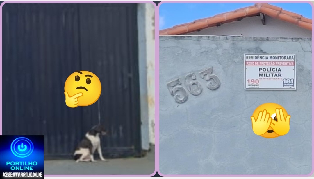 👉🏻🫵🏻🐕‍🦺🦮🐕Sabe aquela matéria da ” cadelinha supostamente abandonada”🫵🫵‍🦺🦮