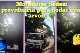 👉🏻🌲💡🌳🪔🫵🏻🚧🦉🤔😱👀🗣️Moradores agradecem melhorias na iluminação e pedem poda de árvore no Bairro Eneias