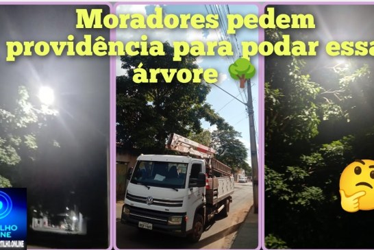 👉🏻🌲💡🌳🪔🫵🏻🚧🦉🤔😱👀🗣️Moradores agradecem melhorias na iluminação e pedem poda de árvore no Bairro Eneias