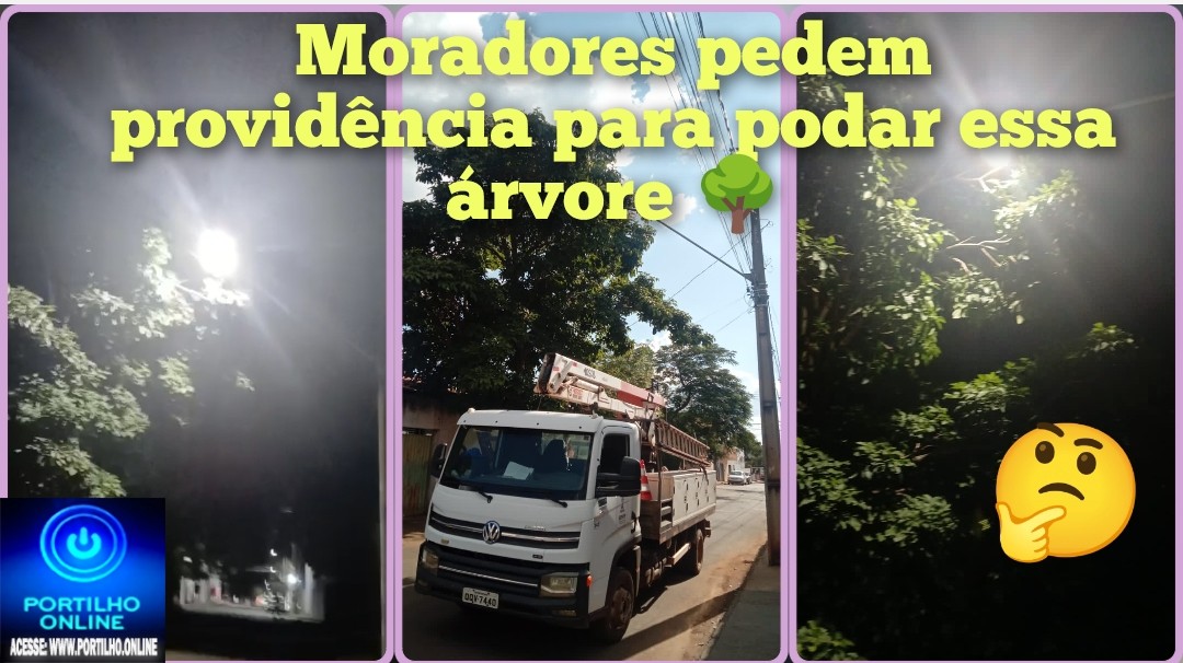 👉🏻🌲💡🌳🪔🫵🏻🚧🦉🤔😱👀🗣️Moradores agradecem melhorias na iluminação e pedem poda de árvore no Bairro Eneias