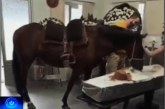 👉🏻🤔😢😭🕯️⚰️🐴🐎Velório. VÍDEO: Égua ‘chora’ ao reconhecer dono morto em velório e emociona família em SC