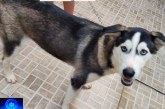 👉👏👍🐹🐭🐶🦊🐩🐕🐈Cachorra Husky disponível para adoção responsável. Interessados entrar em contato com (34)9.9909-8971