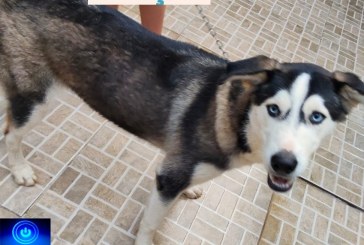 👉👏👍🐹🐭🐶🦊🐩🐕🐈Cachorra Husky disponível para adoção responsável. Interessados entrar em contato com (34)9.9909-8971