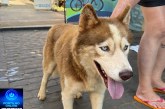 👉📢🤙🙌🤝🐼🐶Cão da cor marrom do olho azul raça husky siberiano foi encontrado!