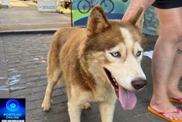 👉📢🤙🙌🤝🐼🐶Cão da cor marrom do olho azul raça husky siberiano foi encontrado!