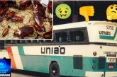 👉🏻😱🪳”Expresso Barata$”🪳🤢🤢🤮🤧🪳🪳🪳 dentro de ônibus 🚌 🫵🏻 do expresso União. Falta de higiene . Vergonha