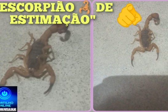 👉🏻🤔😱Portilho, achei agora na lavanderia de casa! 🦂😱 BAIRRO CONSTANTINO