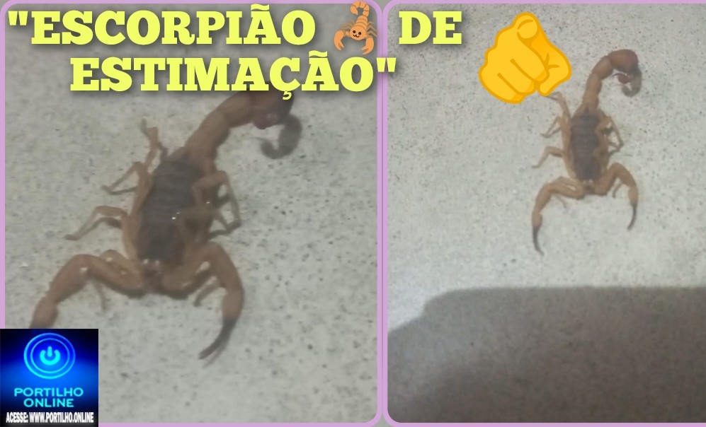👉🏻🤔😱Portilho, achei agora na lavanderia de casa! 🦂😱 BAIRRO CONSTANTINO