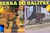 😱🚨🐴🐕🐐🐭🐖🐎🐂🐃🐑🦌 Serra do Salitre: “Tudo normal”! Cavalaria, cachorrada e outros animais soltos pelas vias públicas