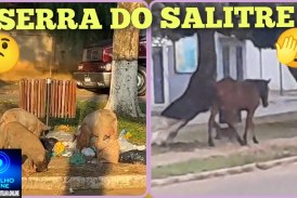 😱🚨🐴🐕🐐🐭🐖🐎🐂🐃🐑🦌 Serra do Salitre: “Tudo normal”! Cavalaria, cachorrada e outros animais soltos pelas vias públicas