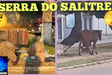 😱🚨🐴🐕🐐🐭🐖🐎🐂🐃🐑🦌 Serra do Salitre: “Tudo normal”! Cavalaria, cachorrada e outros animais soltos pelas vias públicas