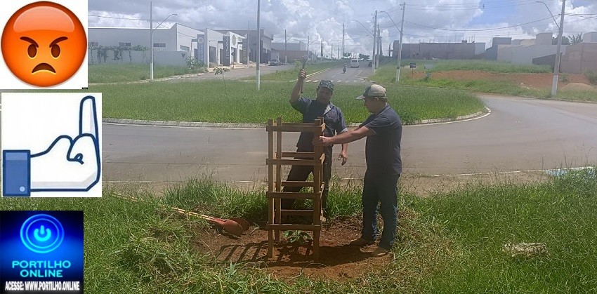 👉📢🌳🌲🚧🤬OS peões do secretário de Obras e do engenheiro Gabriel arrancaram uma muda de abacate plantada no canteiro.