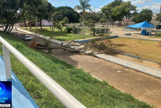 👉🏻🗣🤔🌳🚧 Árvore caiu na sexta-feira e ainda aguarda retirada🚨😱🌧🫵🏻