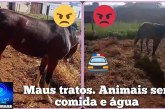 👉🏻🫵🏻🚔🚓😡🚧🐴🐎🐎Cadê a polícia   Ambiental🚨🗣️😠🤔? Maus tratos de dois cavalos num lote sem água e alimentação