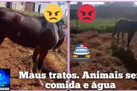 👉🏻🫵🏻🚔🚓😡🚧🐴🐎🐎Cadê a polícia   Ambiental🚨🗣️😠🤔? Maus tratos de dois cavalos num lote sem água e alimentação
