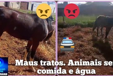 👉🏻🫵🏻🚔🚓😡🚧🐴🐎🐎Cadê a polícia   Ambiental🚨🗣️😠🤔? Maus tratos de dois cavalos num lote sem água e alimentação