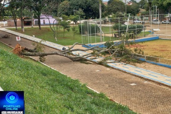 🫵🏻🚨😱🤔🌳🌲🚧🛑 👉🌳🚨 Árvore caída interrompe via pública na entrada do viaduto da Avenida Rui Barbosa