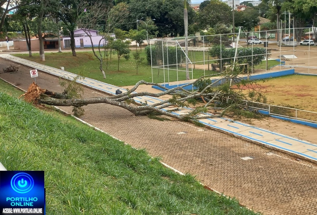 🫵🏻🚨😱🤔🌳🌲🚧🛑 👉🌳🚨 Árvore caída interrompe via pública na entrada do viaduto da Avenida Rui Barbosa