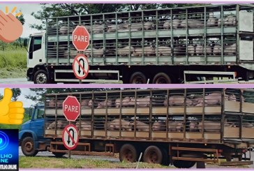 👉🏻🏆🏅👏🏻🤝🐷🐽🐖Homenagem aos guerreiros das estradas: os caminhoneiros do transporte de suínos