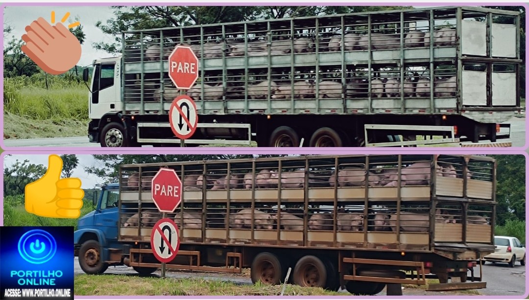 👉🏻🏆🏅👏🏻🤝🐷🐽🐖Homenagem aos guerreiros das estradas: os caminhoneiros do transporte de suínos